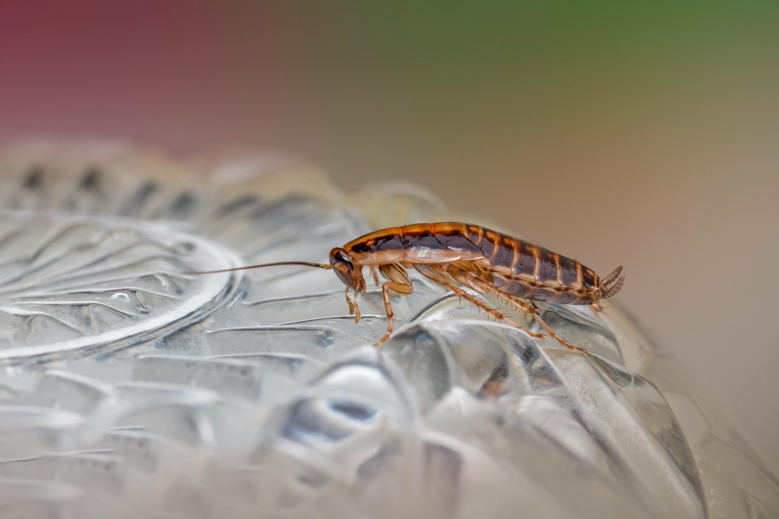 Technicien réalisant une opération de désinsectisation contre les insectes nuisibles.
